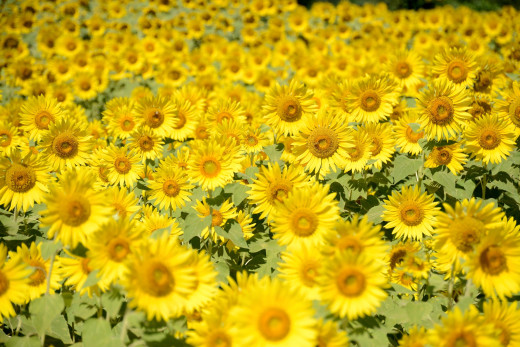 754307 (a): :2048x1363